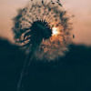 thahiz_alliha